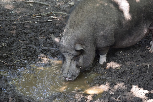 卡利亚里vs萨索洛 比萨vs拉齐奥